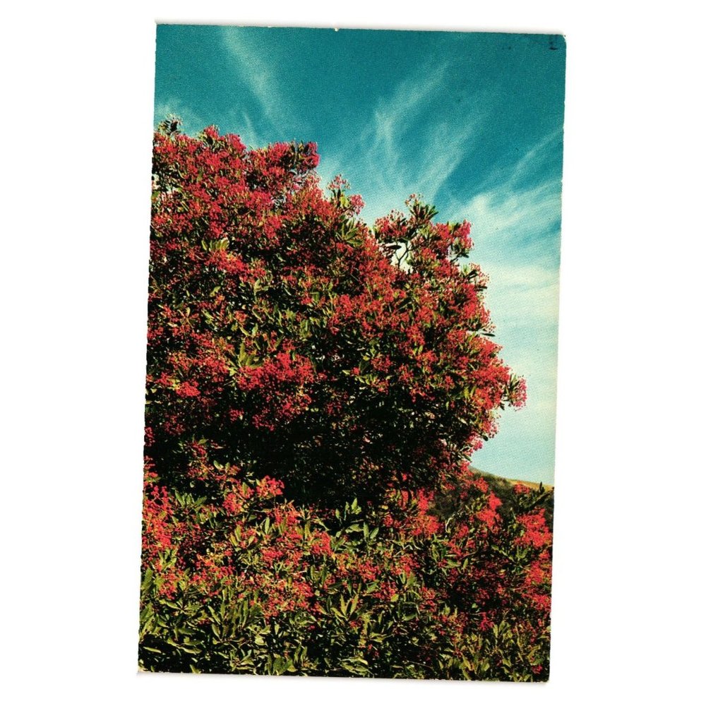 Vintage Postcard California Holly Toyon Berry Plant Photinia Arbutifolia